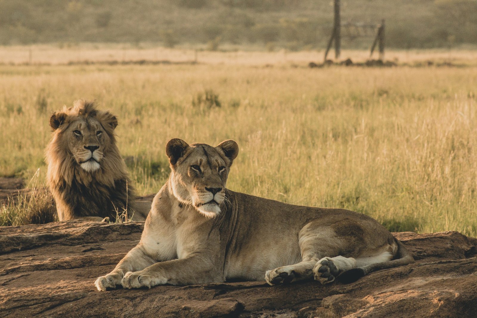 The Ultimate Guide to Safari in Tanzania