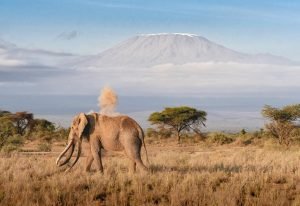 Read more about the article Climbing Mount Kilimanjaro: What You Need to Know